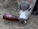 drinkin deer
