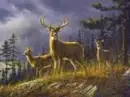 deer