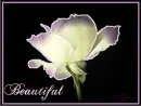purple rose beautiful