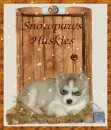 puppy husky