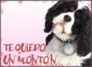 te quiero