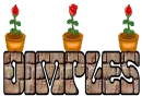 DIMPLES-rosemoobloom