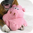 PIG