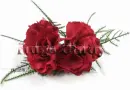 red carnation hugs cindy