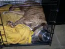 dog with bowel on head