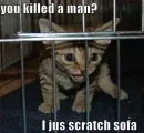 cat