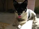 lu