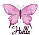 HELLO-butterflymoo6
