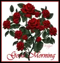 good morning roses