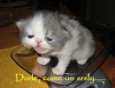 animal