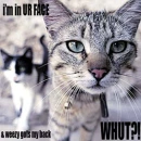 lolz