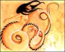 salamandra
