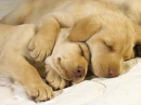 Aw Sleepy Puppies