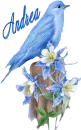 blue bird, Andrea