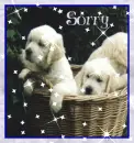 2 cute puppies