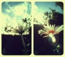 vintage flowers
