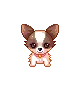 CUTE PUPPY