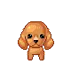 CUTE PUPPY