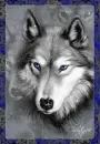 gray wolf
