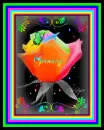 rainbow rose