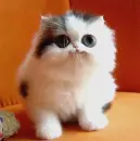 cute cat