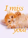 i miss you kitty