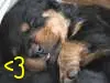 Cute Puppy