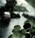 wet plant