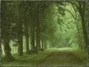 rain forest