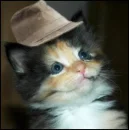 Cute kitty