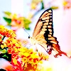 butterfly avatar