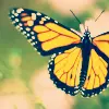 butterfly avatar