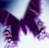 butterfly avatar