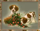 cute puppies