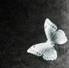 butterfly avatar