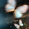 butterfly avatar