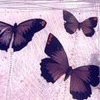butterfly avatar
