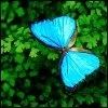 butterfly avatar