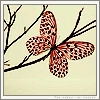 butterfly avatar