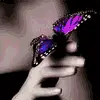 butterfly avatar
