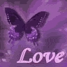  	butterfly avatar