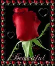 beautiful red rose