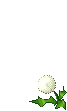puff flower
