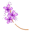 purple flowers