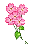 pink flowers