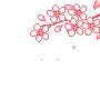 cherry blossom