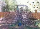 Magic peacock and fairies. 