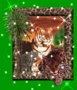 tiger picture 