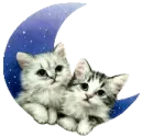 Kittens