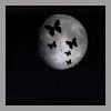 Moon & butterflies
